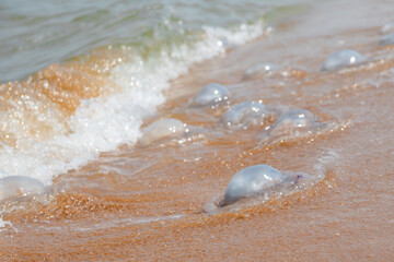 many jellyfish on the beach of the sea in summer. High quality 
