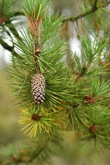 close up of a pine cone