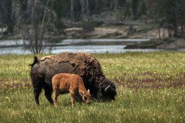 Bison grazing