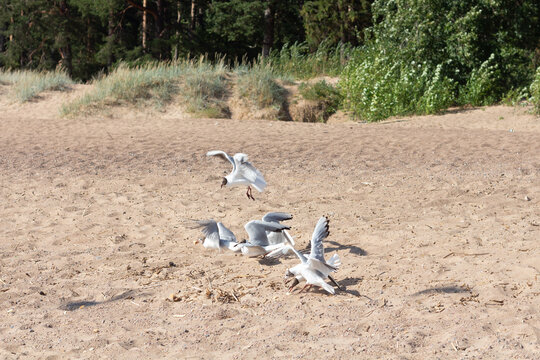Baltic silver seagull. Larus argentatus. Komarovo. Saint-Petersburg