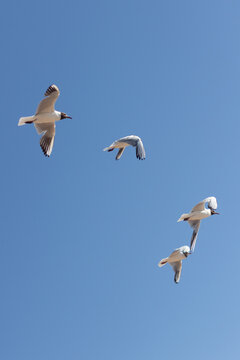 Baltic silver seagull. Larus argentatus. Komarovo. Saint-Petersburg