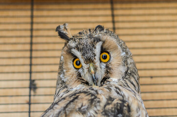 Long-eared owl in a cage	