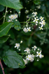 Clematis vitalba is a climbing shrub with scented greeny-white flowers. Close up..