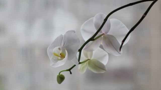 Beautiful orchid flower on with blurred background