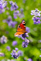 Aglais io Tagpfauenauge Schmetterling Tagfalter Lavendel Edelfalter Pfauenauge Nahaufnahme Insekt Bestäubung lila Nahaufnahme Feld Blüten Duft Öl Parfüm Aroma Makro Augenfleck Flügel Farben Fühler 