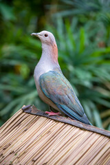 The chestnut-naped imperial pigeon (Ducula aenea paulina) stands on the branch. It is subspecies of Green imperial pigeon from Celebes Indonesia.