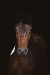 art portrait of young pinto gelding horse isolated on dark black background