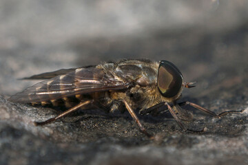 Side view macro of large horsefly male sitting on a dark stone