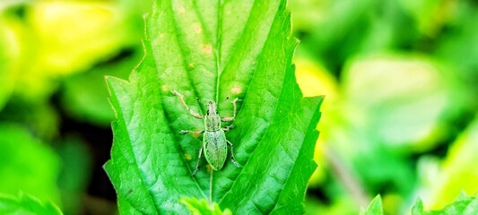 Phyllobius argentatus is a species of short-nosed weevil commonly known as the silver-green leaf weevil.