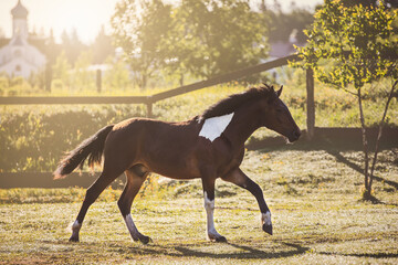 portrait of young pinto gelding horse galloping alongside fence in paddock on church background in morning sunlight