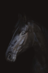 Fototapeta na wymiar art portrait of young friesian mare horse isolated on dark black background