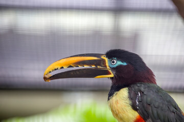 The chestnut-eared aracari (Pteroglossus castanotis), is a bird native to central and south-eastern South America. 
its diet mainly consists of fruit taken from trees in the area