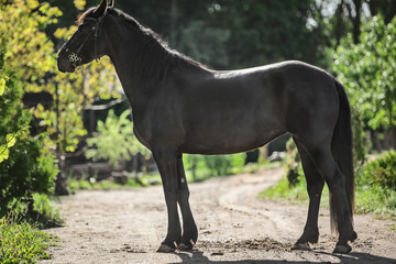 portrait of young friesian mare horse standing on road in the morning in summer