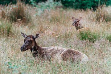 Elk resting