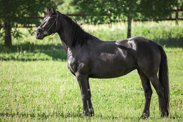 portrait of young friesian mare horse standing in green meadow in summer