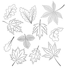 A collection of autumn leaves in a linear style. Vector illustration isolated on a white background