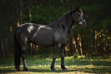 portrait of young friesian mare horse posing in green meadow in shadow of trees in summer