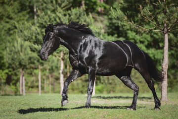 Naklejka na ściany i meble portrait of young friesian mare horse galloping in green meadow in summer