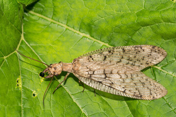 Eastern Dobsonfly (Corydalus cornutus)