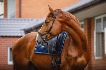 portrait of chestnut dressage gelding horse with bridle, pad and saddle posing near red brick...