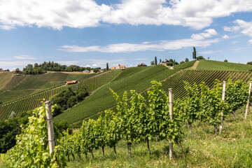 Fototapeta na wymiar summer in vineyard in southern styria, an old wine growing country in austria named südsteirische weinstrasse