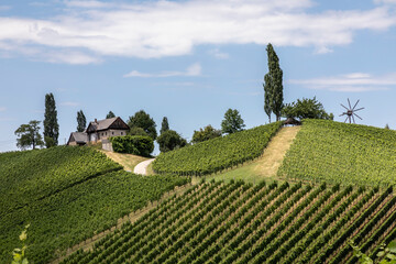 summer in vineyard in southern styria, an old wine growing country in austria named südsteirische...