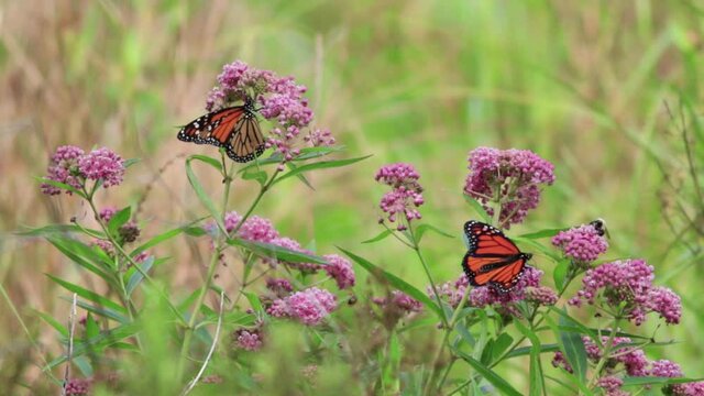 Monarch Butterfly, Danaus plexippuson, on pink swamp milkweed