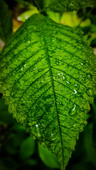 green leaf with drops of water