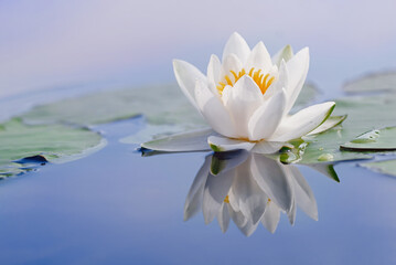 Beautiful flower of a white water lily and reflection on the water surface. Nymphaea alba. Close up.