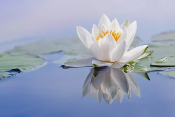 Foto op Canvas Beautiful flower of a white water lily and reflection on the water surface. Nymphaea alba. Close up. © Elena
