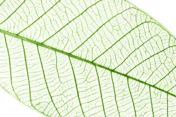 Close up of veins of a transparent green leaf, nature background