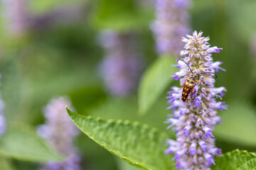 Longhorn Beetle on Hyssop flower