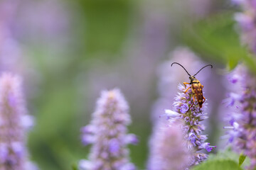 Longhorn Beetle on Hyssop flower