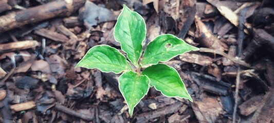 Konjac plant, 12 weeks old. Cultivation in northern Thailand is hot and humid.