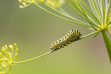 Eastern Black Swallowtail Caterpillar closeup on dill plant - obrazy, fototapety, plakaty