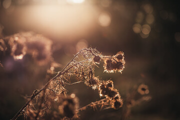 Thorny bush at sunset