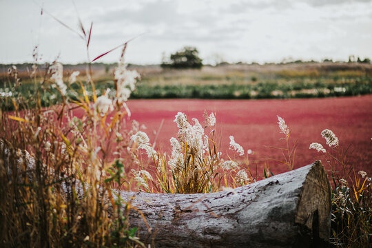 grass, tree trunk and lake with red moss