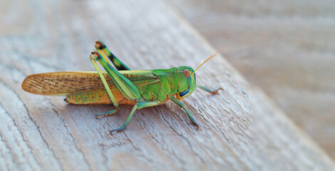 large blue-green locust close-up, horizontal macro photograph of the insect with free space for text