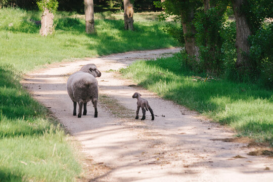 ewe with her new lamb on a rural lane