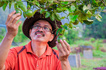 Gardener   touched the passion fruit  in the garden.