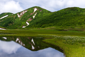 花の百名山火打山 天狗の庭