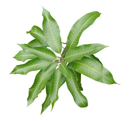Mango leaves