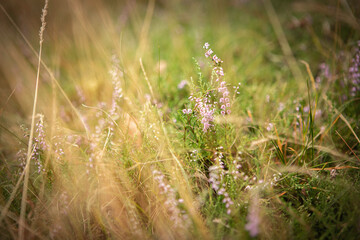 Blumenwiese am Wegrand