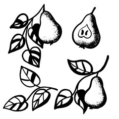 pear with leaves