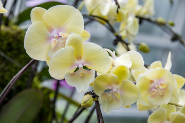 Obraz premium The selective focus image of orchid flower (phal yu pin easter island x sin -yaun golden beauty)