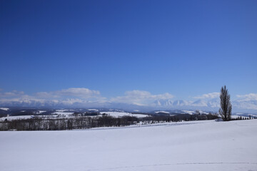 真っ白に雪化粧した美瑛の丘の向こうに見える一本のポプラの木と十勝岳連峰
