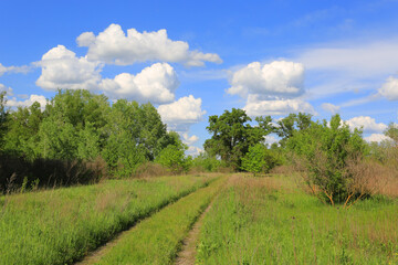 Fototapeta na wymiar path on green meadow in spring forest