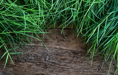 The grass is naturally beautiful on the wooden floor.