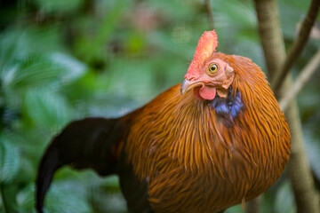 The male Sri Lankan junglefowl (Gallus lafayettii). It is a member of the Galliformes bird order which is endemic to Sri Lanka, where it is the national bird. 