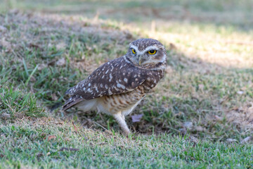 Beautiful Burrowing Owl (Athene cunicularia) , also known as coruja-buraqueira, in a green lawn at Armacao dos Buzios.